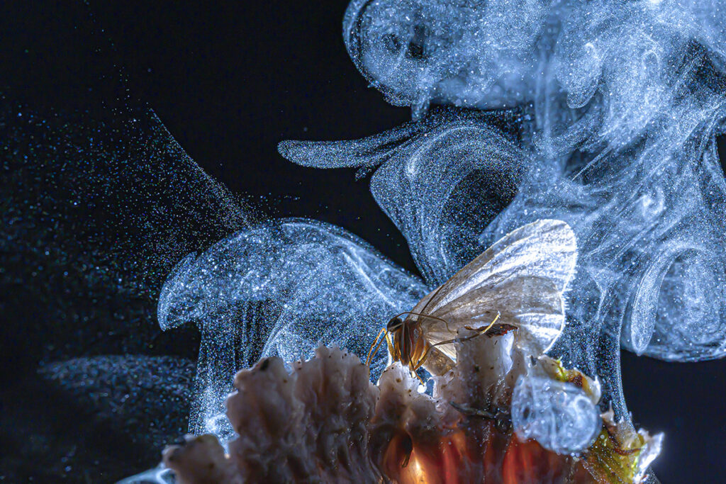 Butterfly_slide